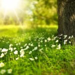 Frühlingsblumen